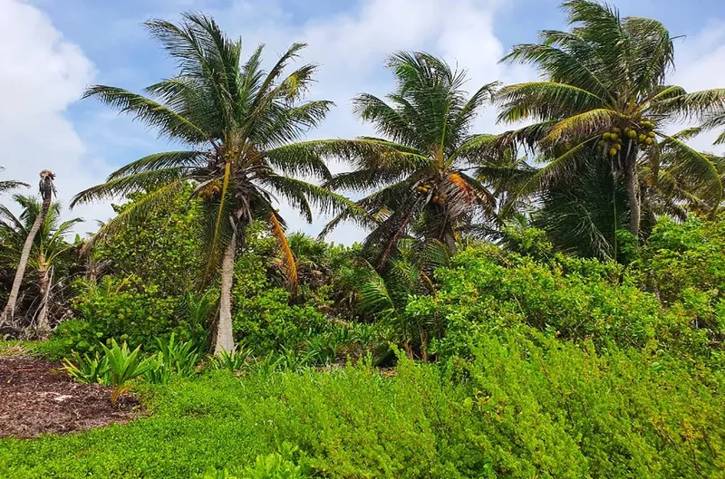 San Pedro, Belize, San Pedro, Corozal District, Belize. - Photo 2