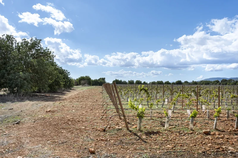 Camí de sa Font Ufana, Binissalem, Balearic Islands, Spain. - Photo 9