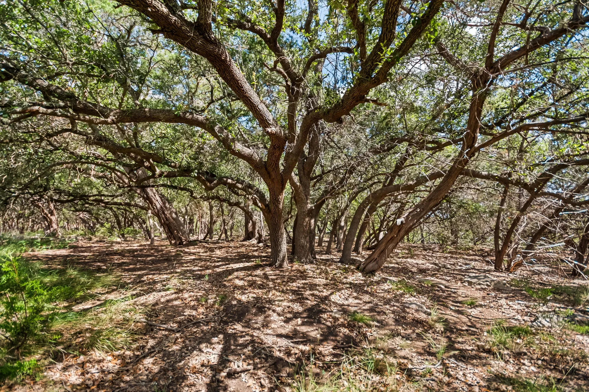 4366 Whartons Dock Road , Bandera, TX 78003, Bandera, Texas, United States. - Photo 41