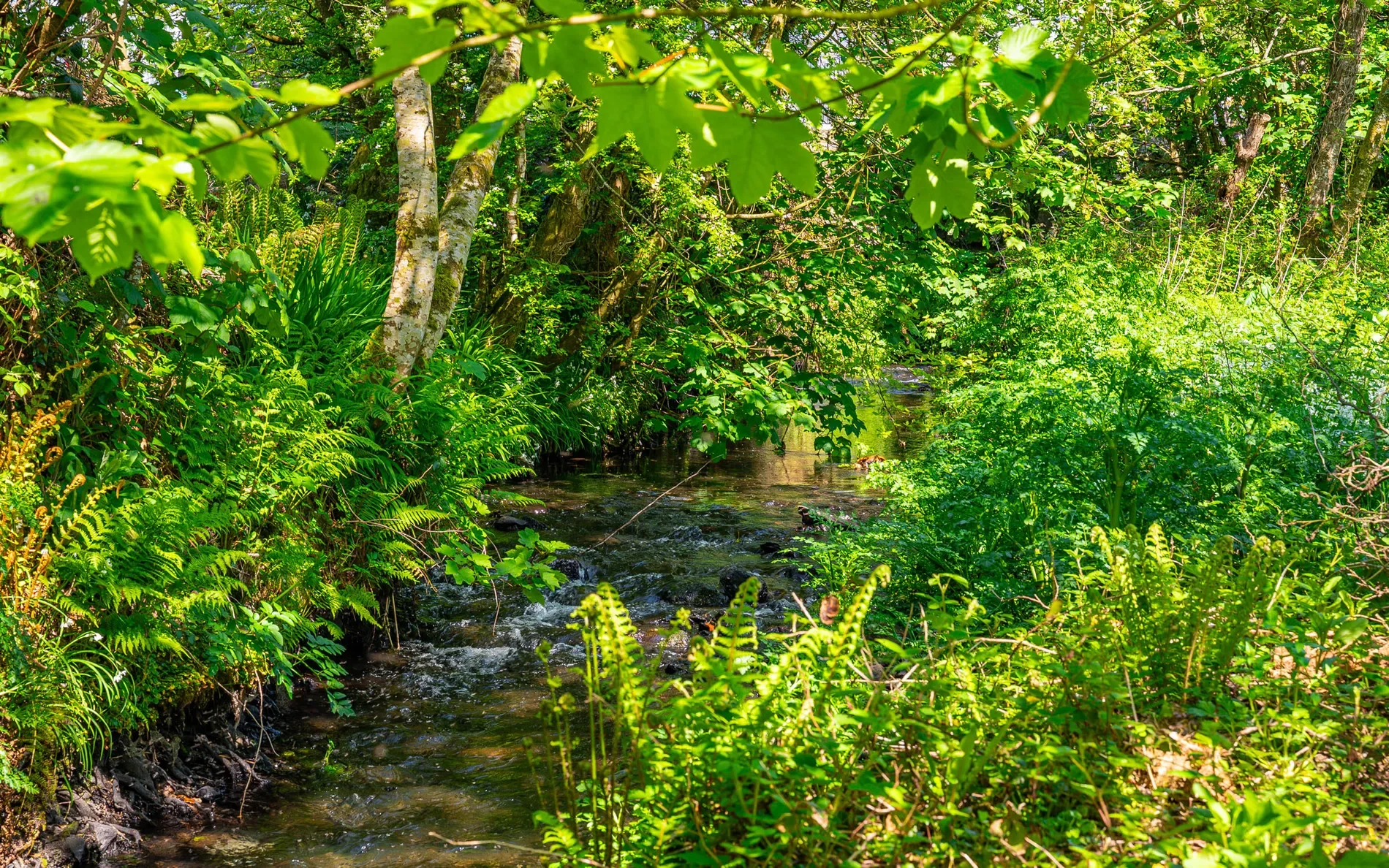 W End, Dromdaleague, Drimoleague, Co. Cork, Ireland, Drimoleague, County Cork, Ireland. - Photo 10