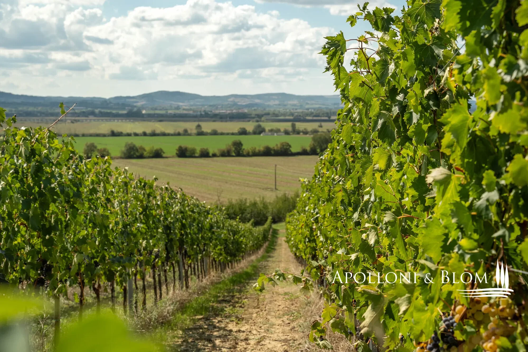 Via di Terra Rossa, Valiano, Tuscany, Italy. - Photo 6