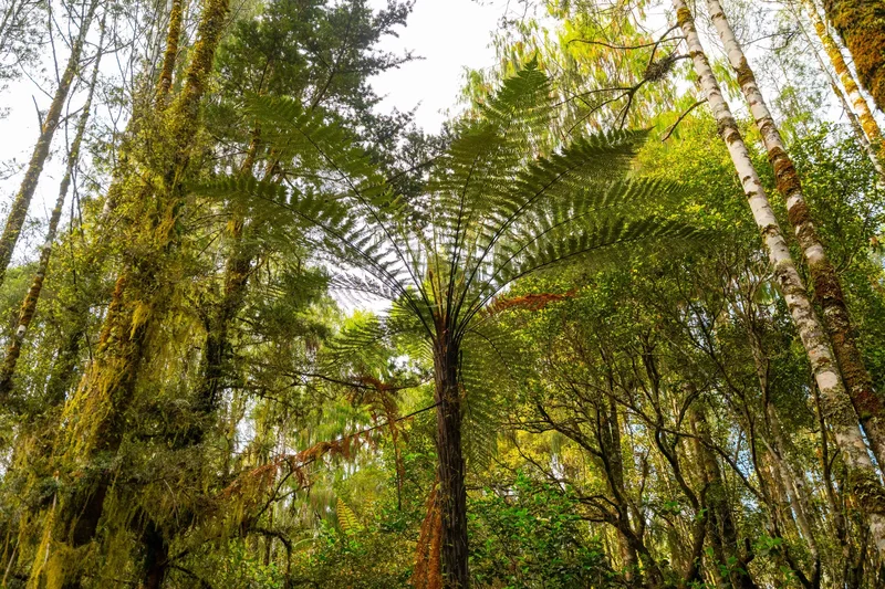 847 Lake Brunner Road, Moana, Grey, WTC 7875, Moana, West Coast, New Zealand. - Photo 20