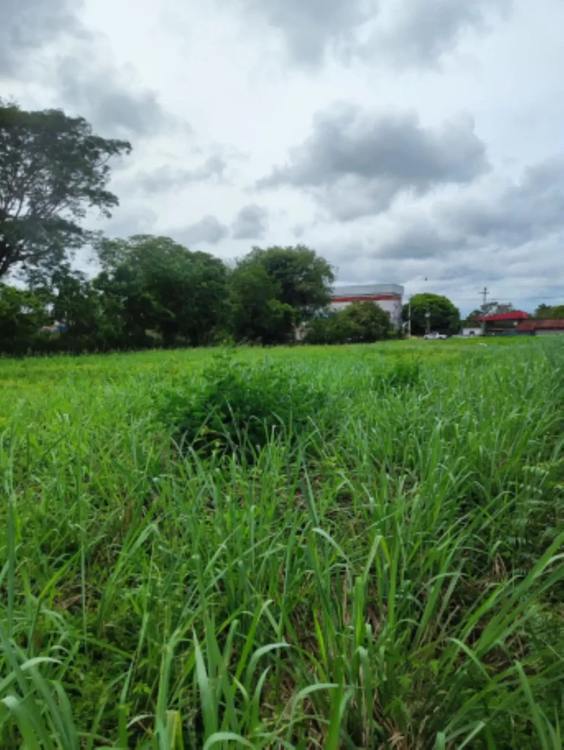 Chitre, Herrera Province, Panama. - Photo 9
