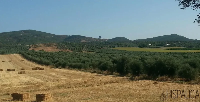 Carretera Peñaflor, 41440, Lora del Río, Sevilla, Lora del Río, Penaflor, Andalusia, Spain. - Photo 47