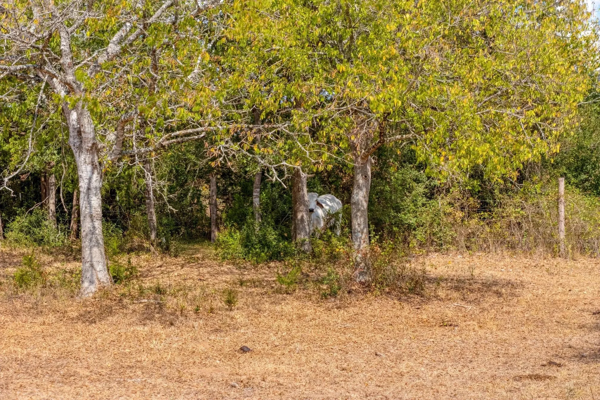 1901 E State Highway 21 B, Paige, Texas, United States. - Photo 38