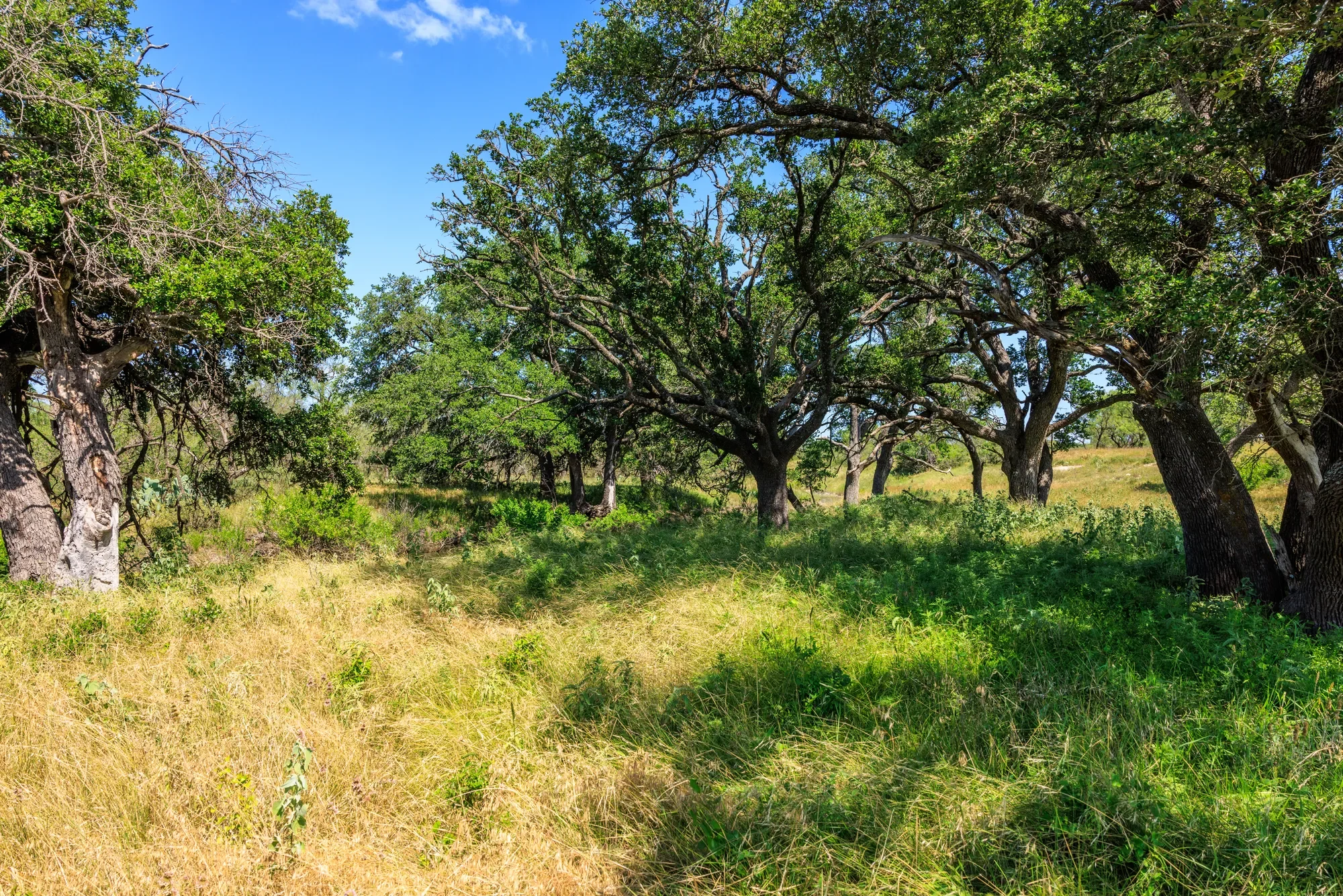 Brady Creek Ranch CR 3388, Melvin, TX 76858, Melvin, Texas, United States. - Photo 31
