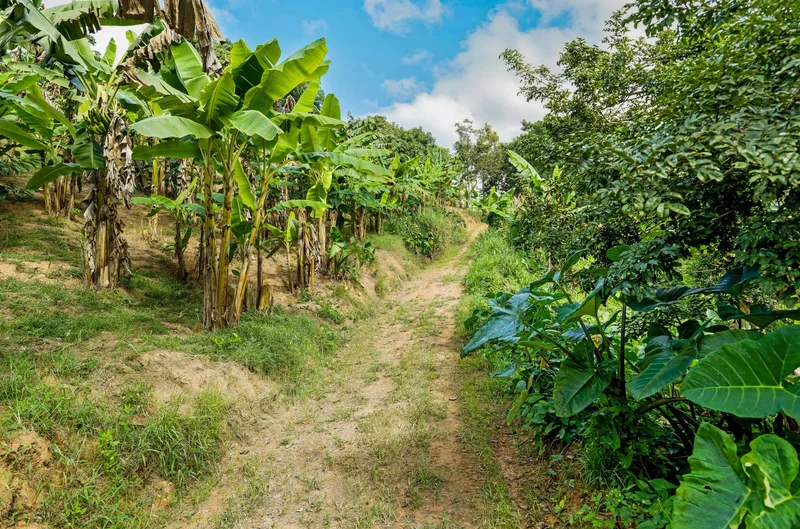 Exceptional Mountainside Acreage