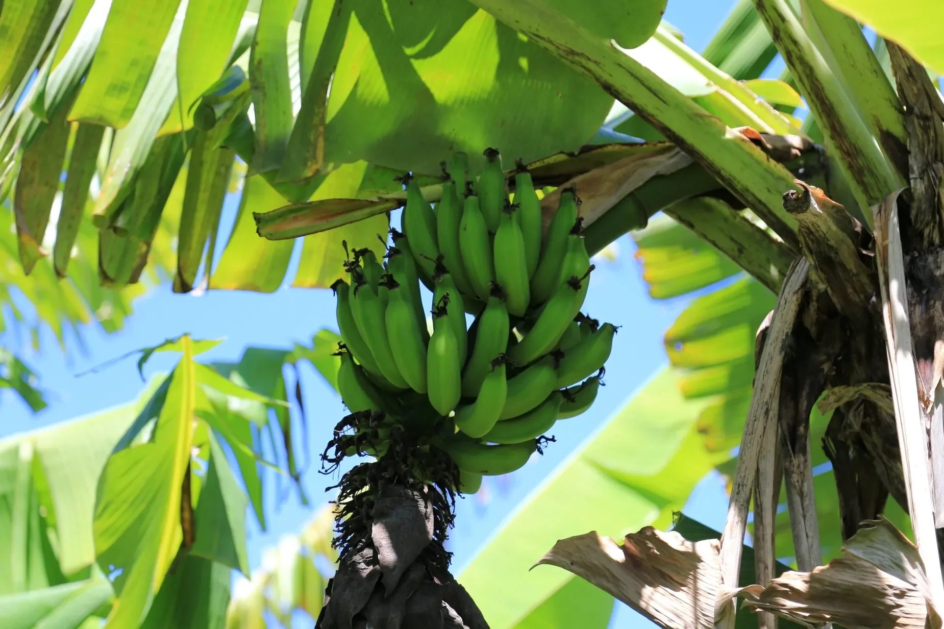 93-2073 SOUTH POINT RD, Naalehu, HI 96772, Naalehu, Hawaii, United States. - Photo 9