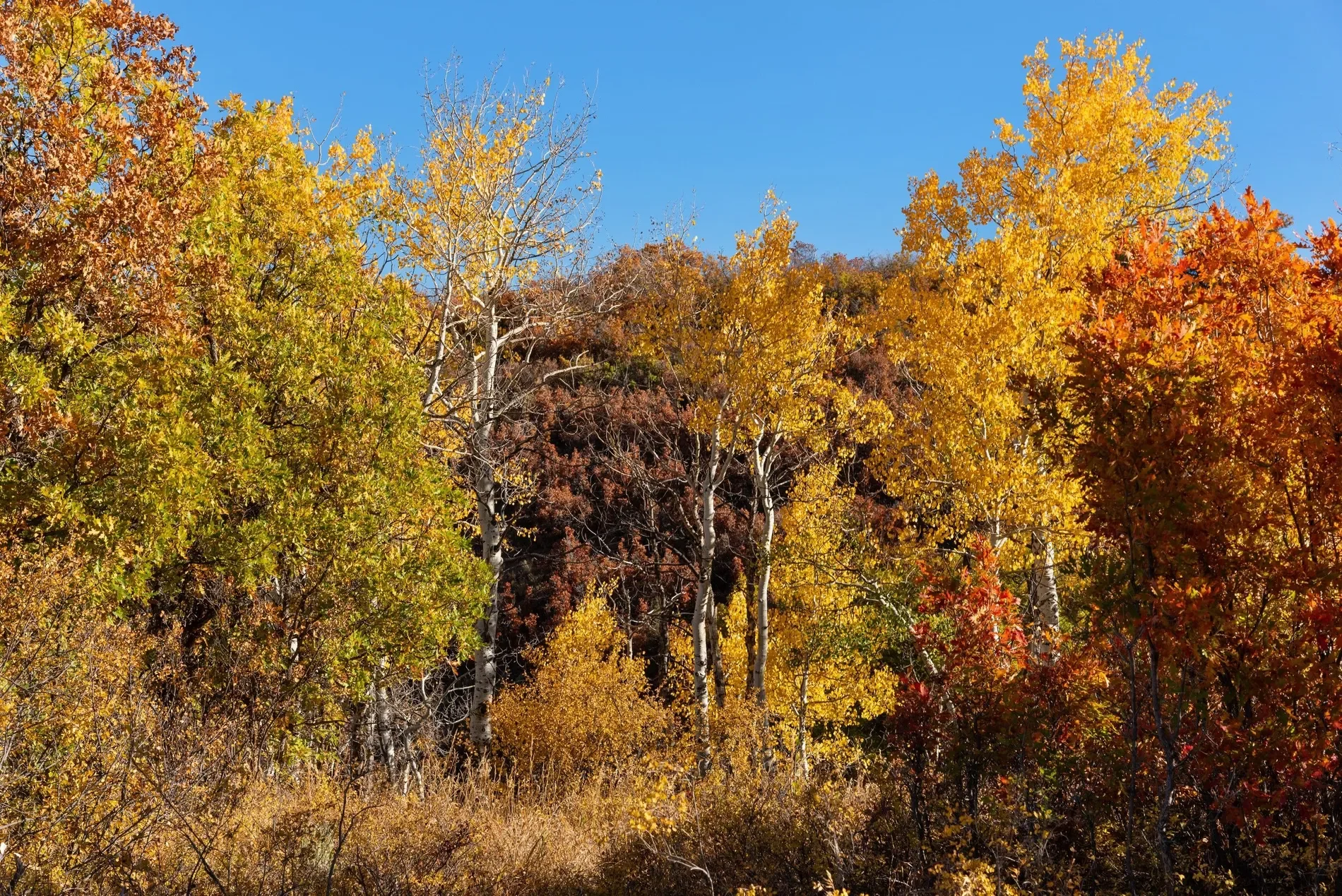 TBD Trentaz Drive , Aspen, CO 81611, Aspen, Colorado, United States. - Photo 33