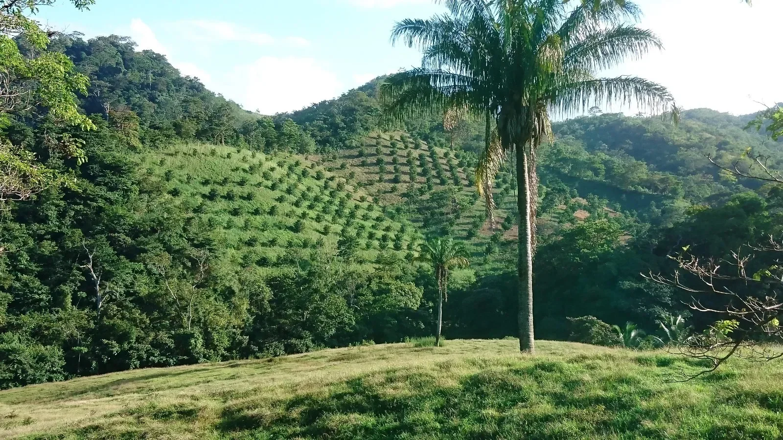 5WMC+69, Chepo, Panamá Province, Panama, Chepo, Panama, Panama. - Photo 10