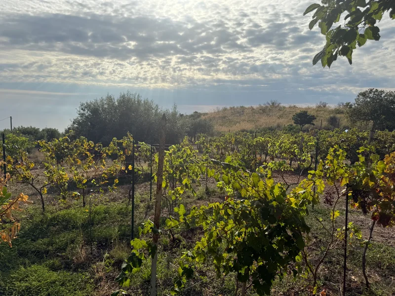 87023 Diamante CS, Italy, Diamante, Calabria, Italy. - Photo 55