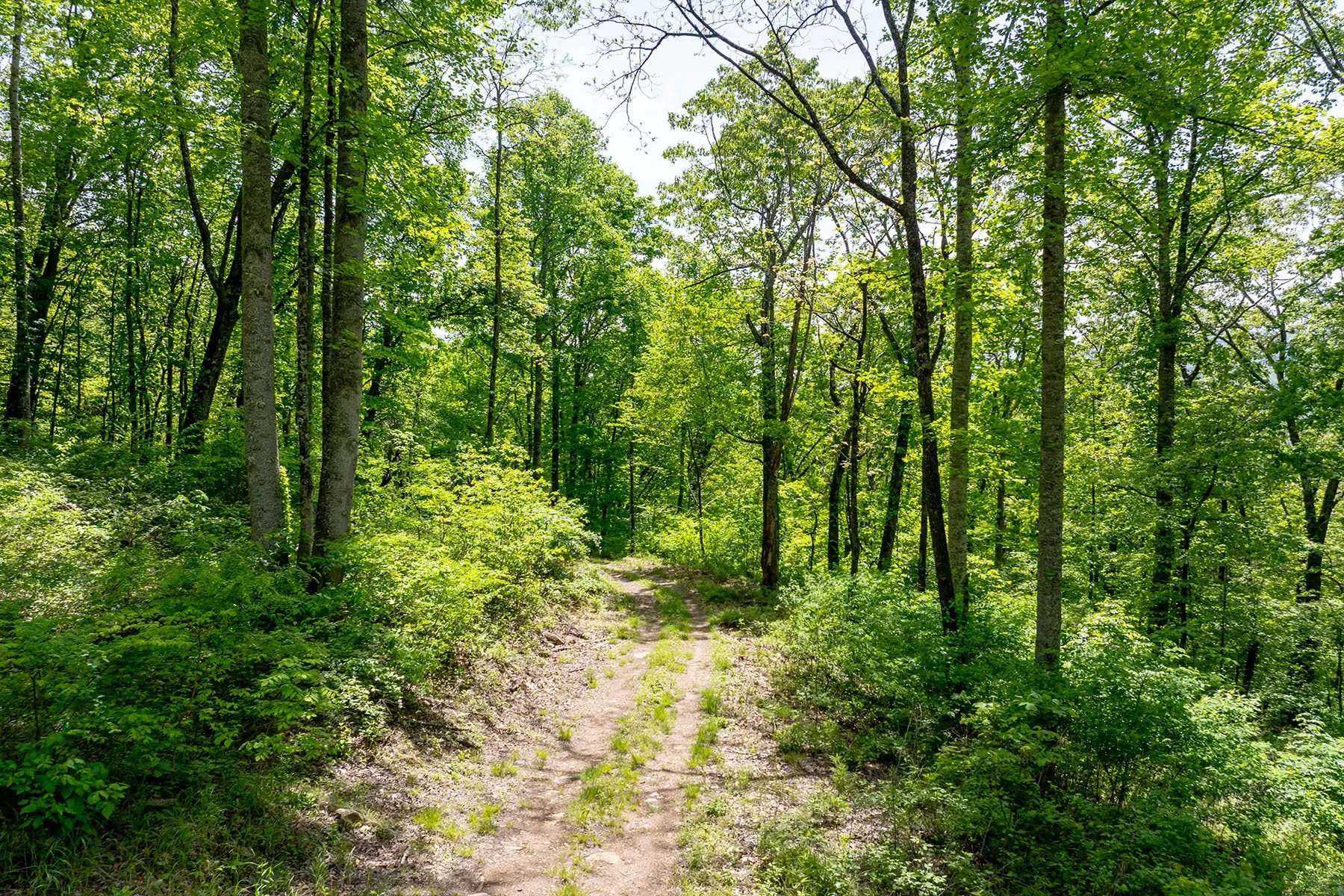 444 Woodring Cemetery Road, Tuckasegee, NC 28783, 28783, North Carolina, United States. - Photo 21