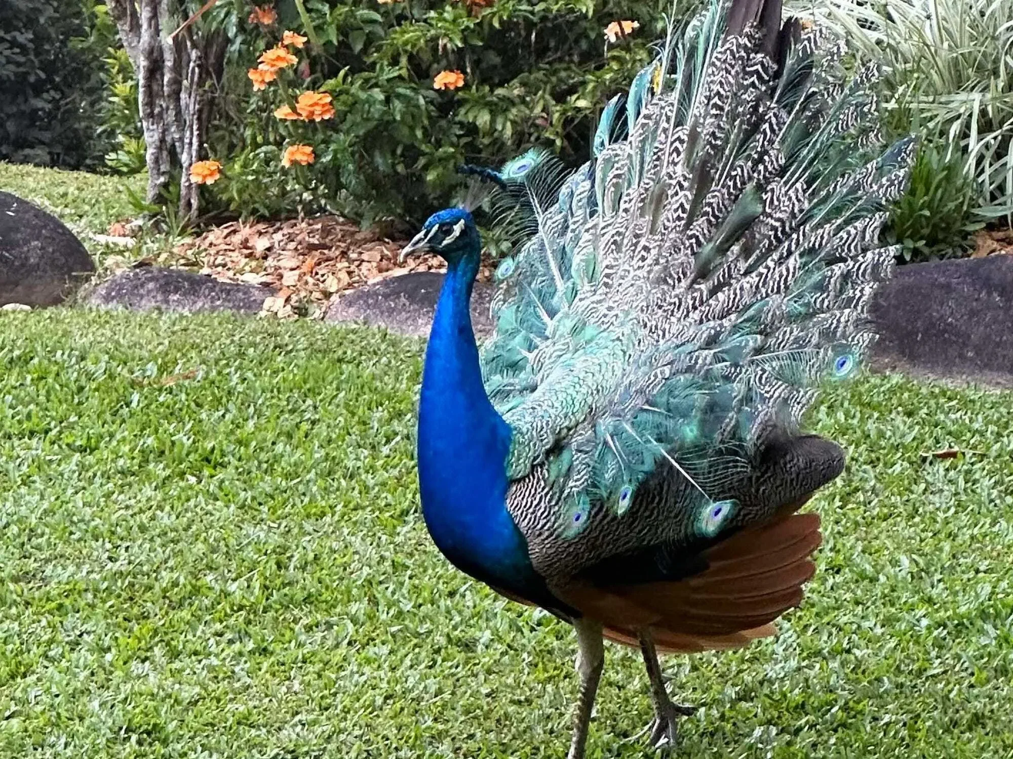 Miallo, Somerset Drive, Miallo, Queensland, Australia. - Photo 5