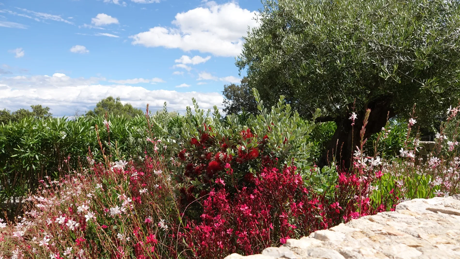 Pollensa, Mallorca, Pollensa, Pollenca, Balearic Islands, Spain. - Photo 28