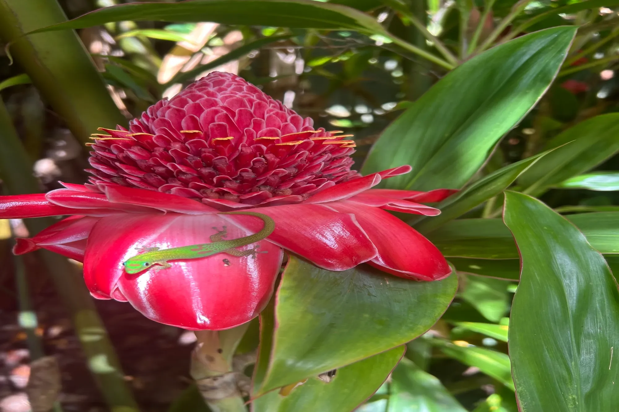 8040 Hana Hwy, Haiku, HI 96708, Haiku-Pauwela, Hawaii, United States. - Photo 41