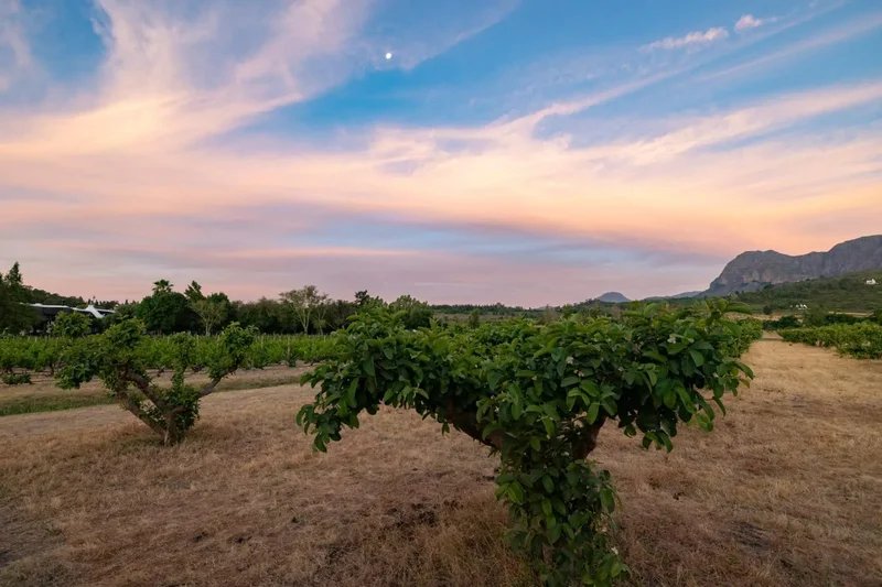 Paarl, Western Cape, South Africa. - Photo 48