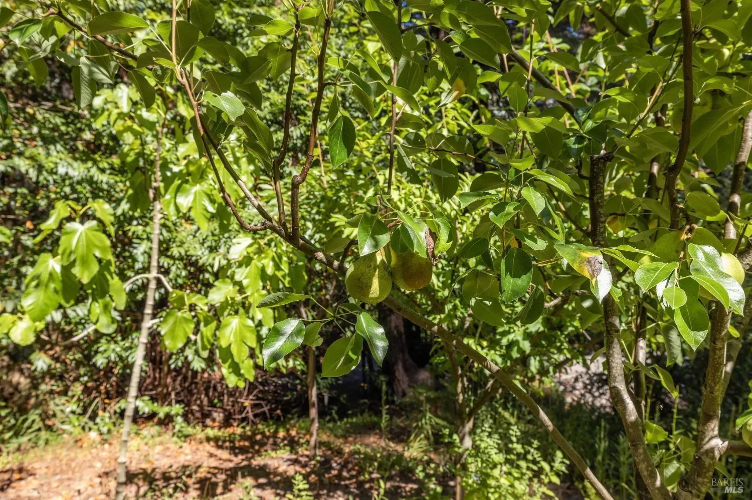 17970 Duncan Road, Guerneville, CA, 95446, USA, Guerneville, California, United States. - Photo 11