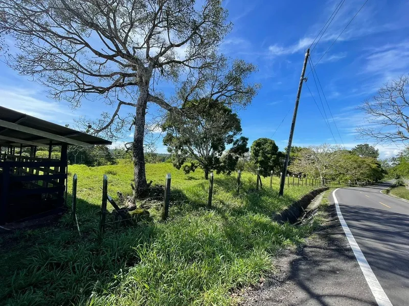 Monte Lirio, Chiriquí Province, Panama. - Photo 2