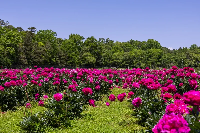 550 Hands Mill Road, Belleplain, NJ 08270, Woodbine, New Jersey, United States. - Photo 35
