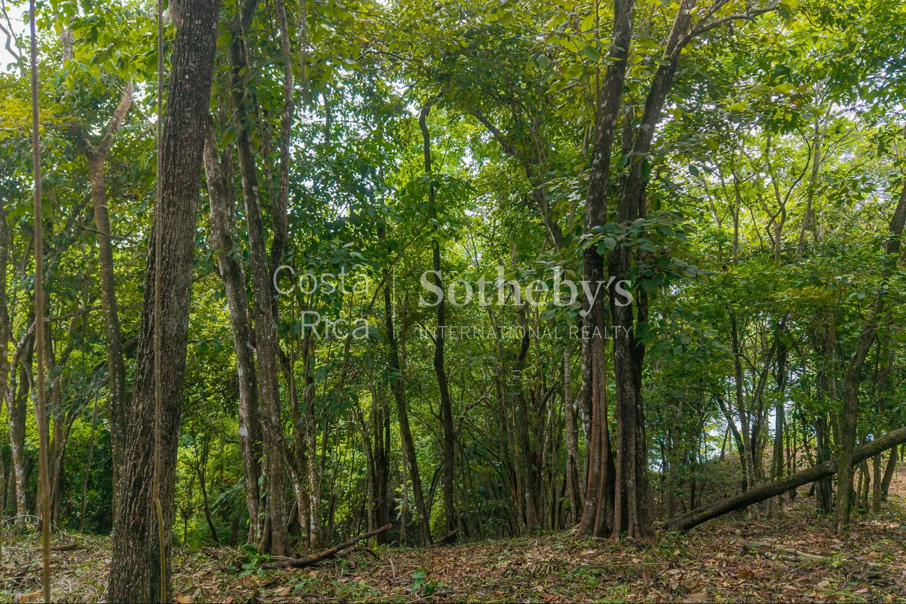Gallery photo 9
