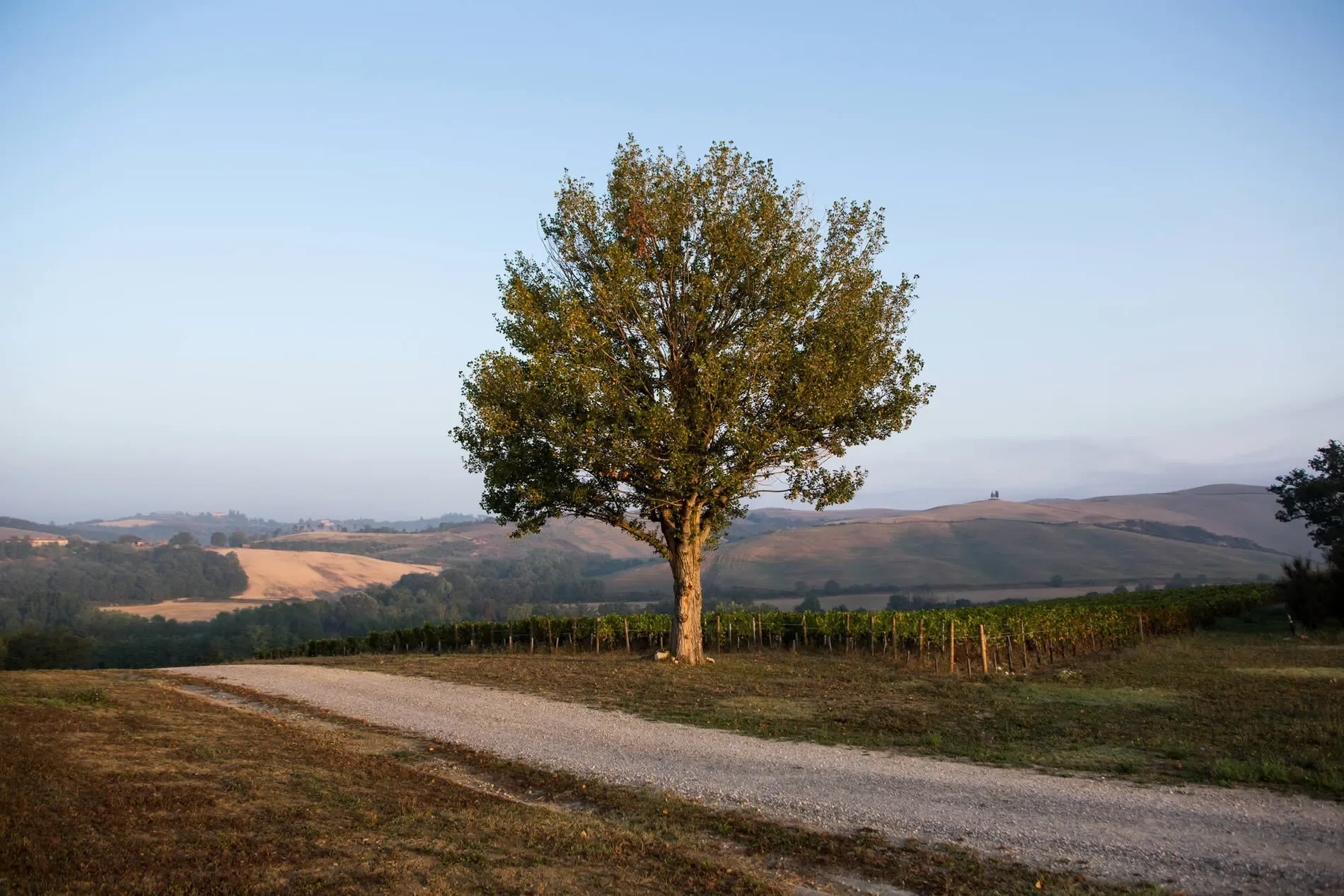 53024 Montalcino, Province of Siena, Italy, Castelnuovo dell’Abate, Tuscany, Italy. - Photo 84