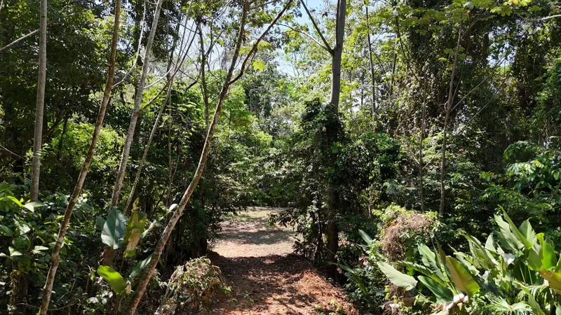 Finca Vista al Pacífico, 71 acres, Savegre de Aguirre, Puntarenas Province, Costa Rica. - Photo 29