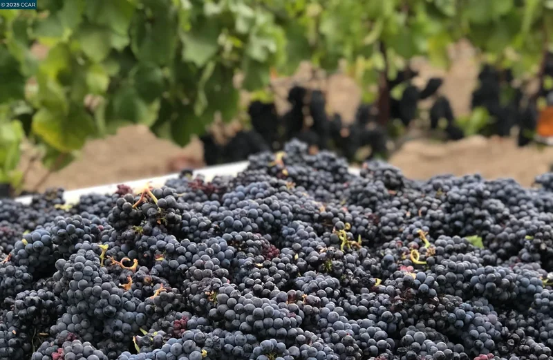5267 Old Sonoma Rd, Napa, California, United States. - Photo 38