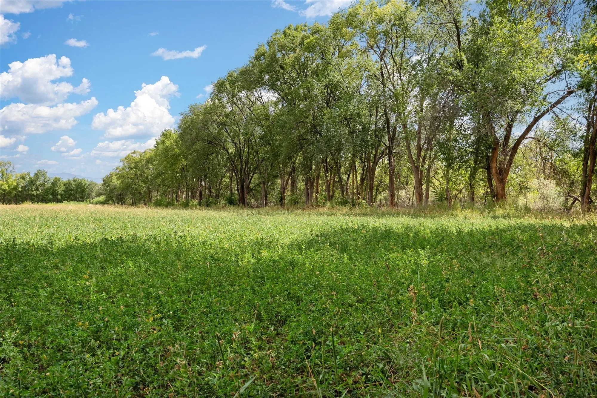 0 Wallace Lane, Corrales, NM 87048, Corrales, New Mexico, United States. - Photo 7