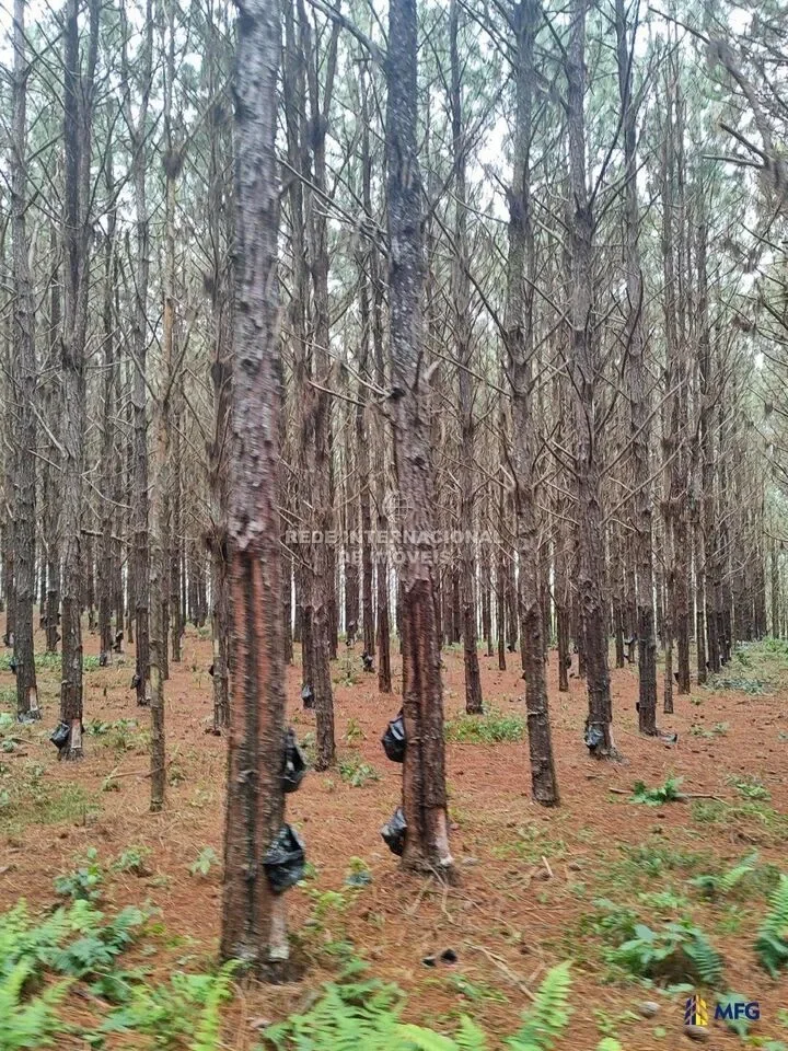 Ronco, State of Paraná, Brazil. - Photo 6