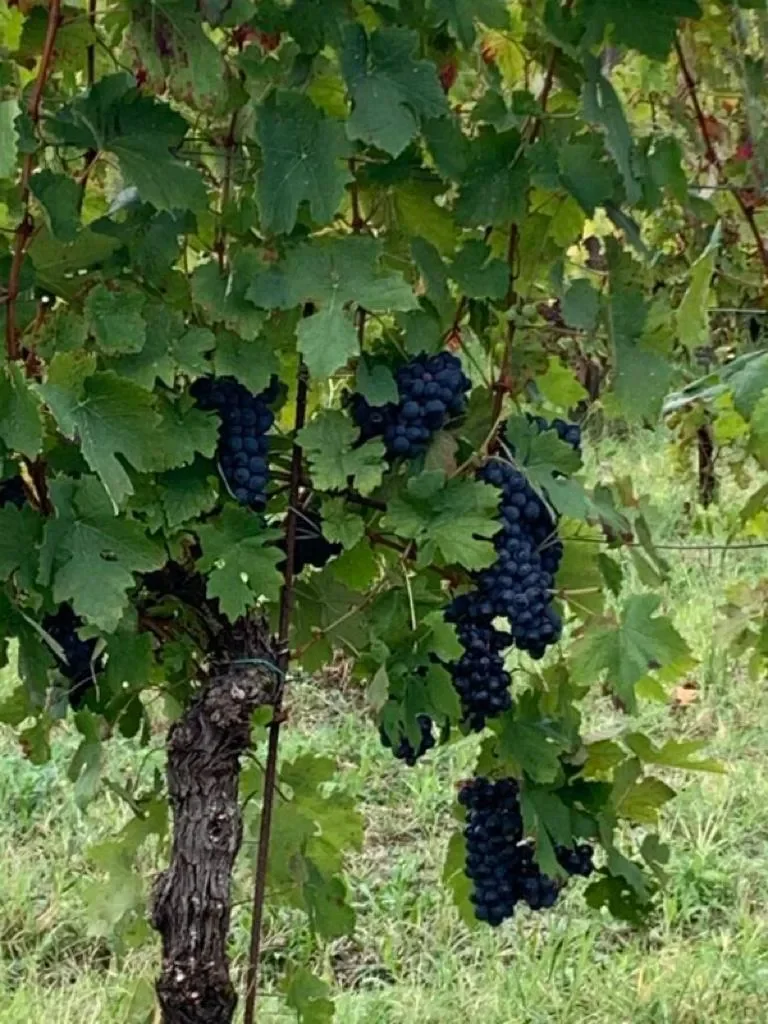 15051 Carezzano AL, Italy, Carezzano Superiore, Piedmont, Italy. - Photo 14