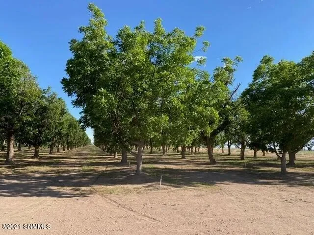 12965 SW Delphine Road, Deming, NM 88030, Deming, New Mexico, United States. - Photo 16