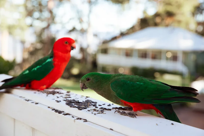 13-17 Munro Court, Gold Coast, QLD, Tamborine Mountain, Queensland, Australia. - Photo 39