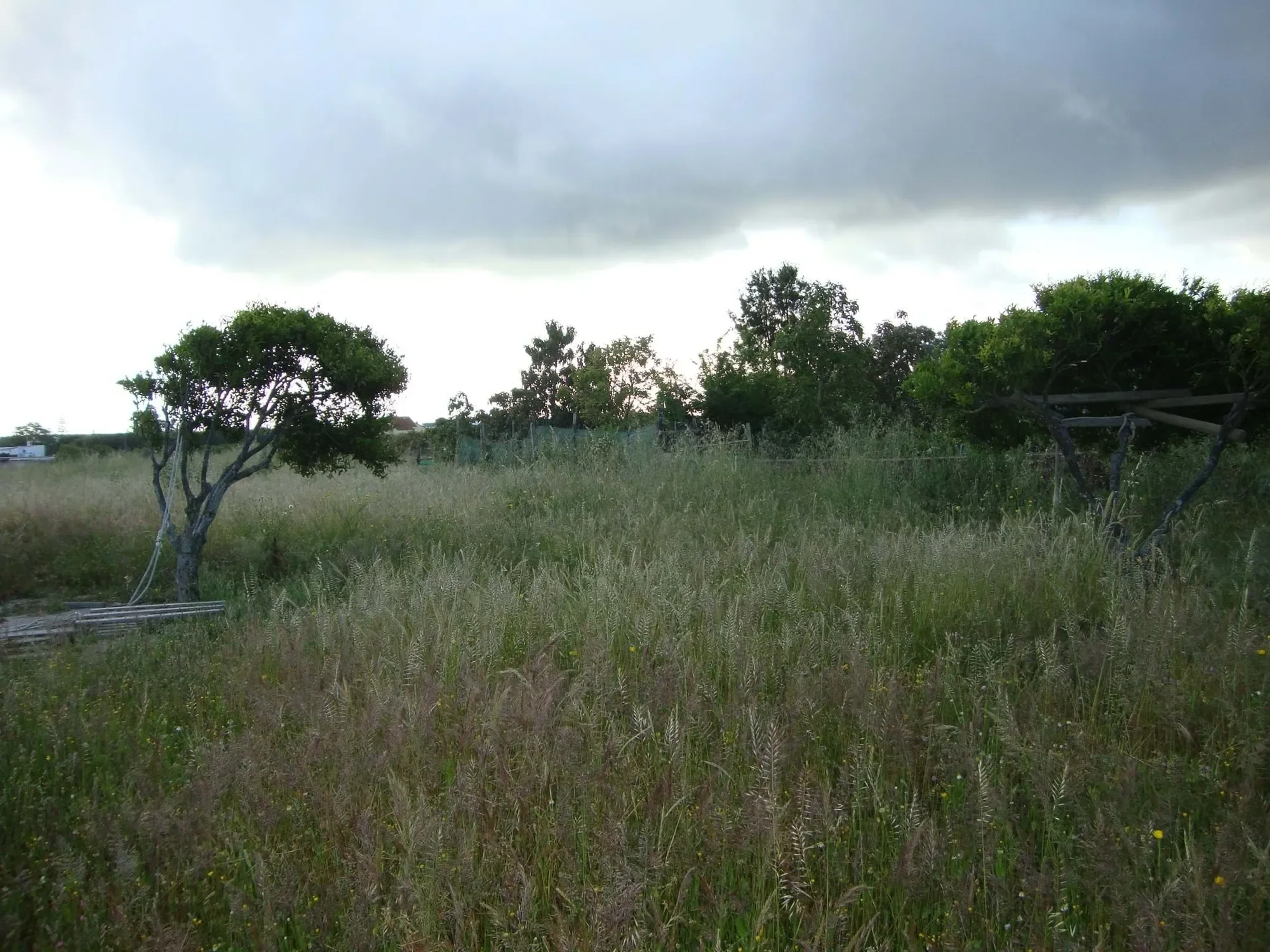 Setúbal, Alcochete, Setubal, Portugal. - Photo 8