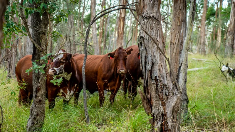 224 Wallaroo Range Rd, Willsons Downfall NSW 2372, Australia, Willsons Downfall, New South Wales, Australia. - Photo 50