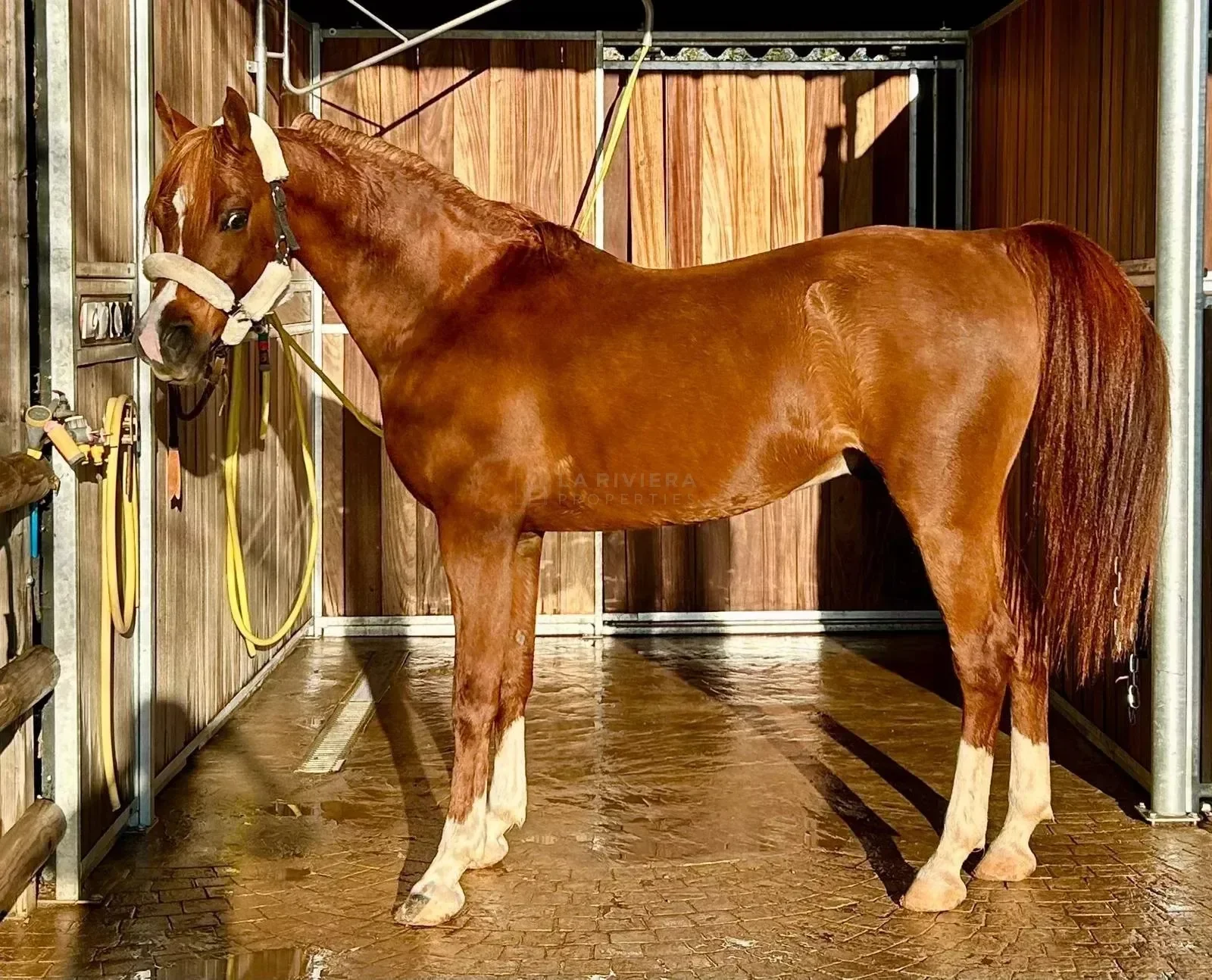 Pignans, Provence-Alpes-Côte d'Azur, France. - Photo 14