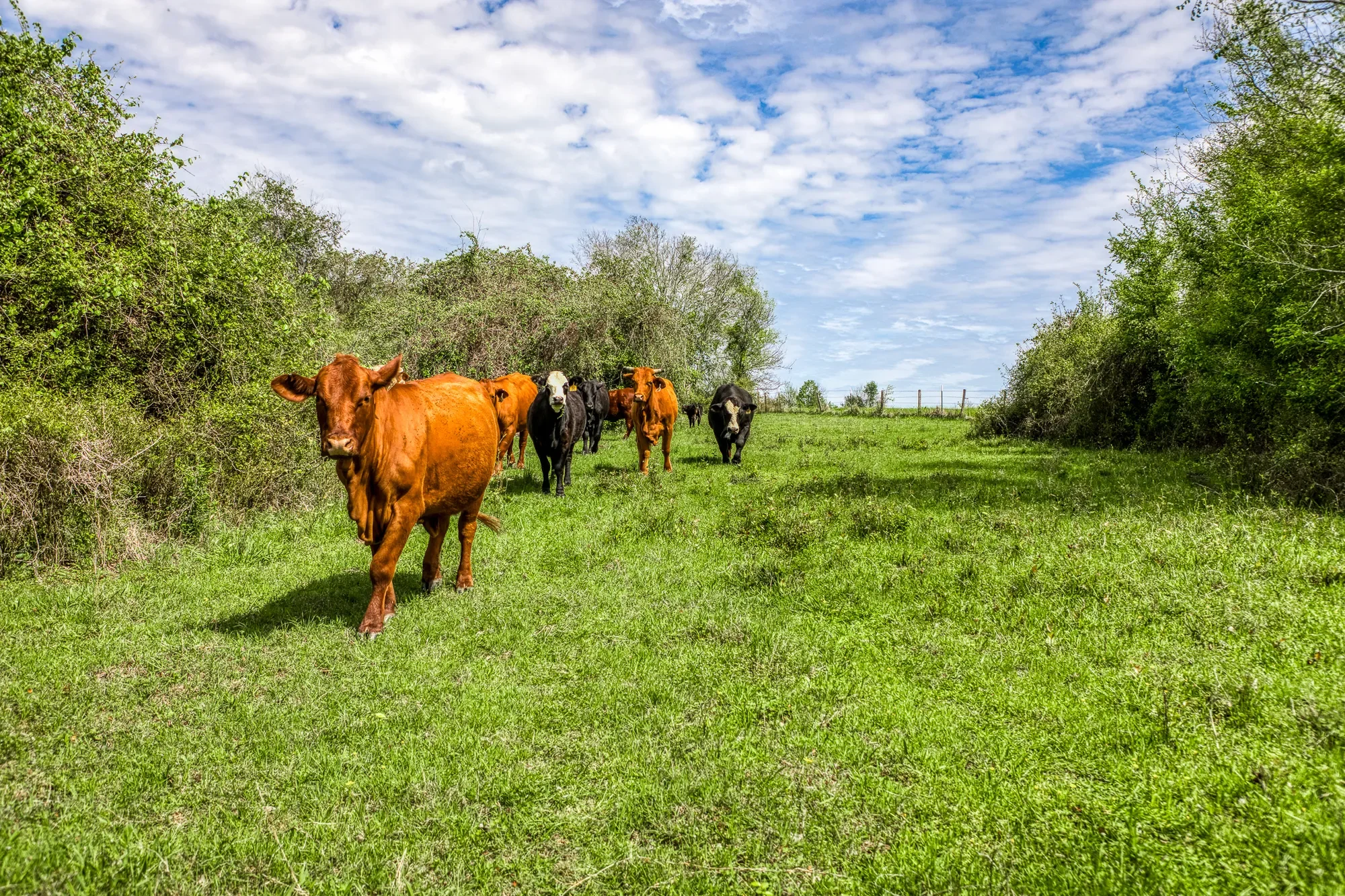 20751 Fm 1155 E , Washington, TX 77880, Washington, Texas, United States. - Photo 19