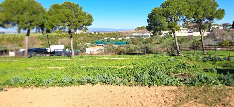 Sevilla, Mairena del Alcor, SEVILLA, Mairena del Alcor, Mairena del Alcor, Andalusia, Spain. - Photo 16