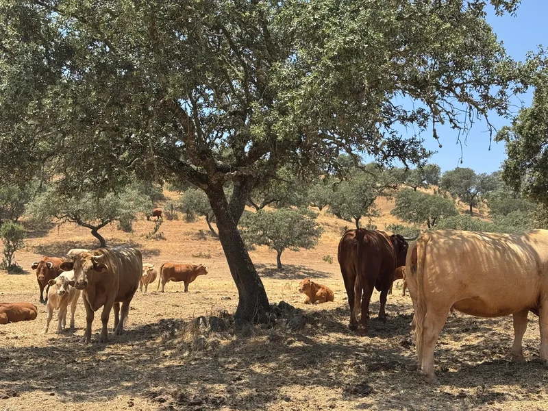 41370 Cazalla de la Sierra, Seville, Spain, Cazalla de la Sierra, Andalusia, Spain. - Photo 41