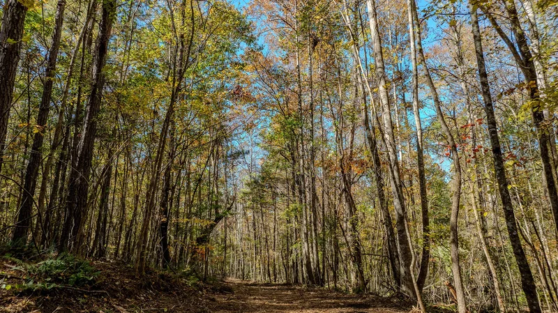 0 Jones Ferry Road No. 1, Chattahoochee Hills, GA 30268, Chattahoochee Hills, Georgia, United States. - Photo 5
