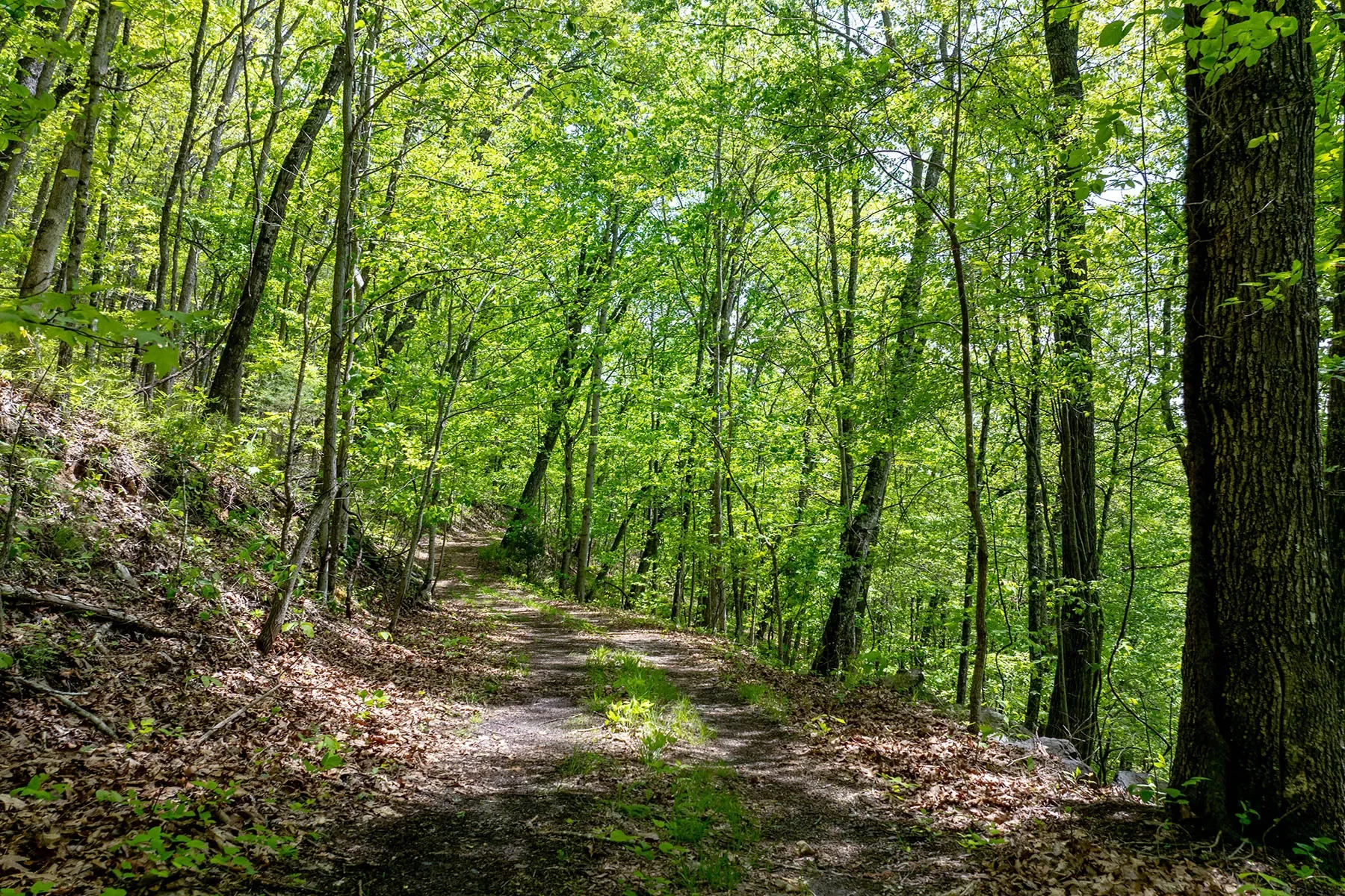 444 Woodring Cemetery Road, Tuckasegee, NC 28783, 28783, North Carolina, United States. - Photo 5