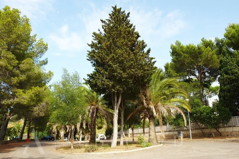 Alcudia, Balearic Islands, Spain. - Photo 5
