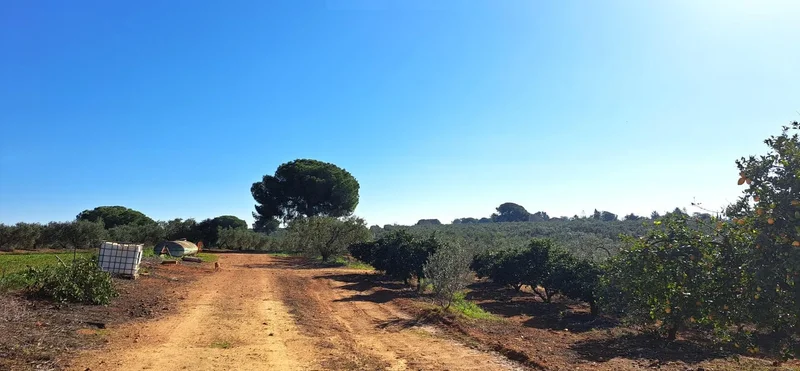 Sevilla, Mairena del Alcor, SEVILLA, Mairena del Alcor, Mairena del Alcor, Andalusia, Spain. - Photo 70