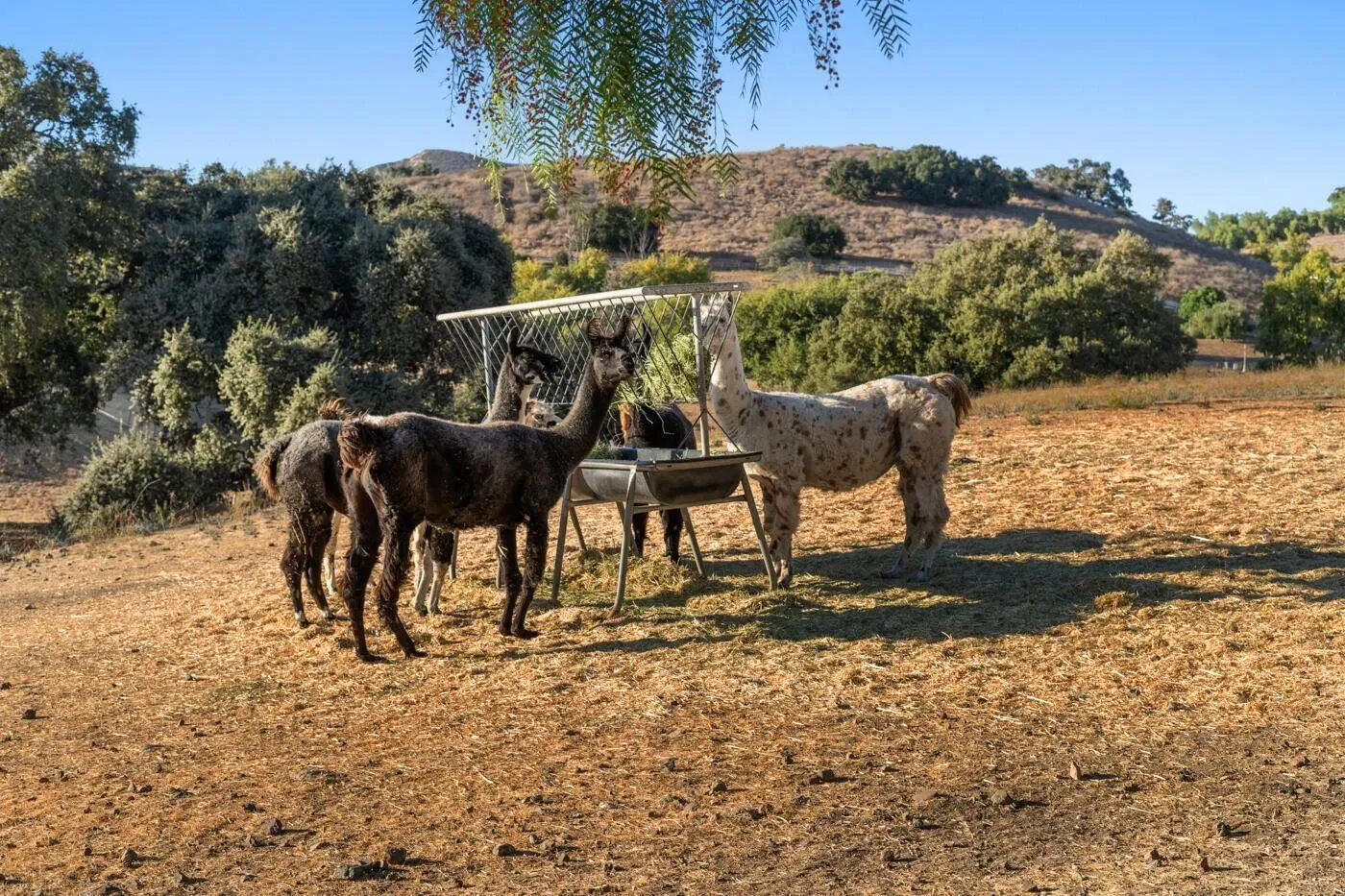 1750 Rambling Oaks Road, Santa Ynez, California, United States. - Photo 35