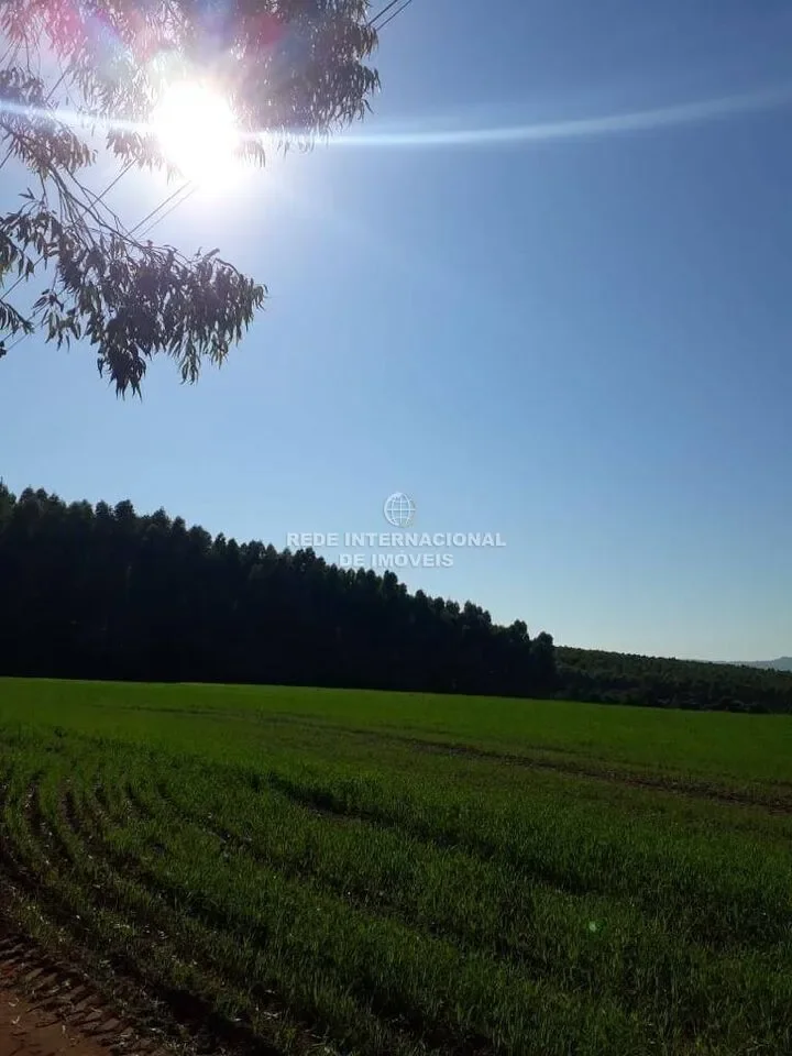Itaberá, State of São Paulo, Brazil. - Photo 1