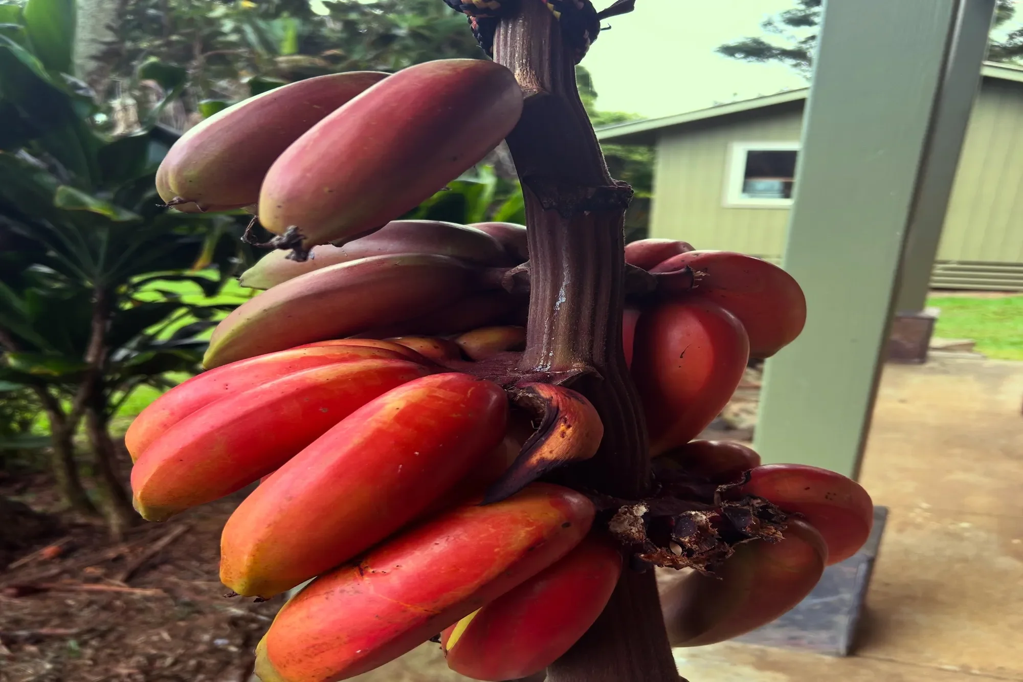 8040 Hana Hwy, Haiku, HI 96708, Haiku-Pauwela, Hawaii, United States. - Photo 38