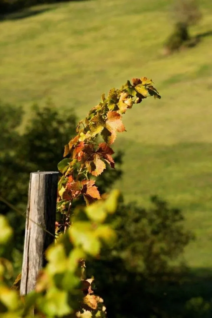 Cremolino, Piedmont, Italy. - Photo 22