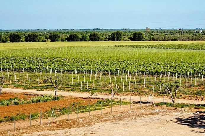 Important  85 Hectares Salento Winery In A Single Body Of Farm