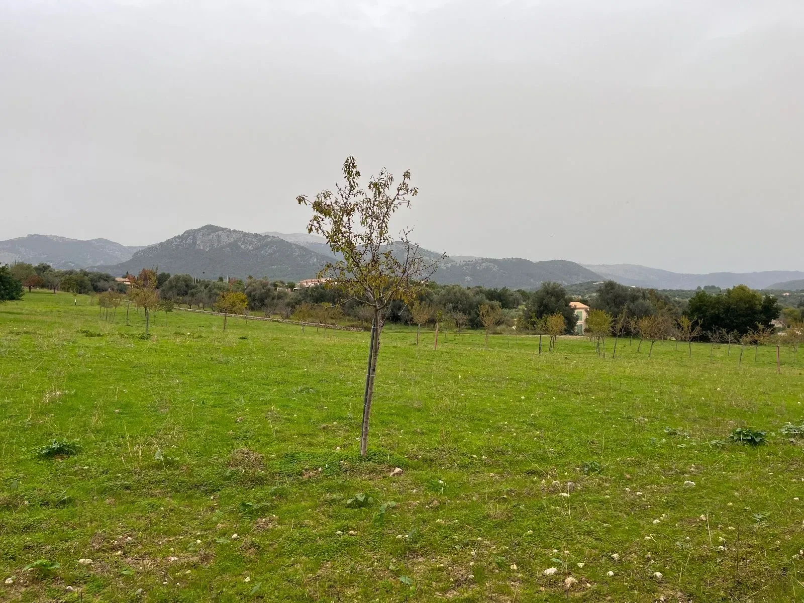 Moscari, Baleares, Moscari, Selva, Balearic Islands, Spain. - Photo 38