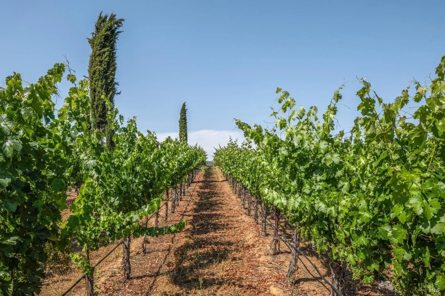 2322 Barnett Road, St. Helena, California, United States. - Photo 14