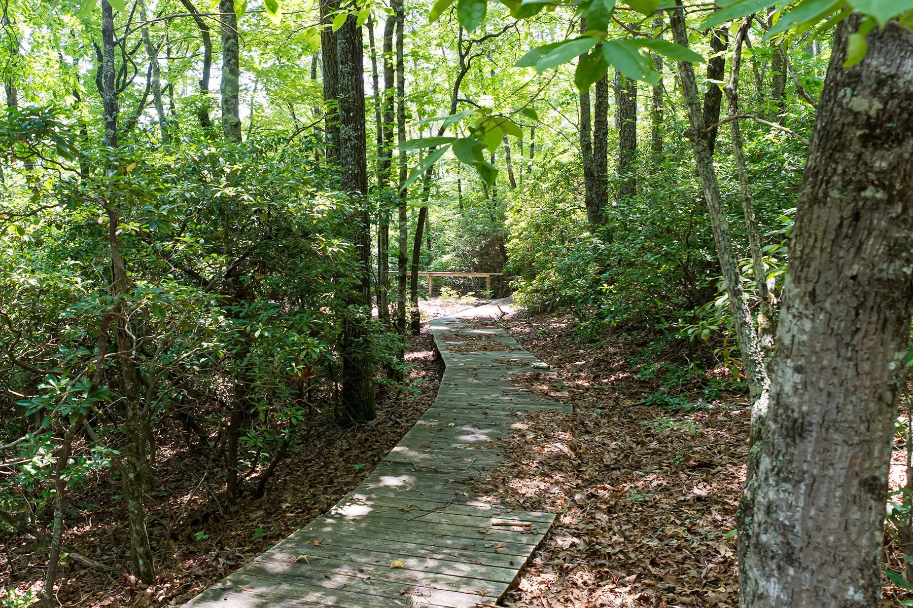 1000 Sutton Creek Road, Pisgah Forest, NC 28768, Mills River, North Carolina, United States. - Photo 14